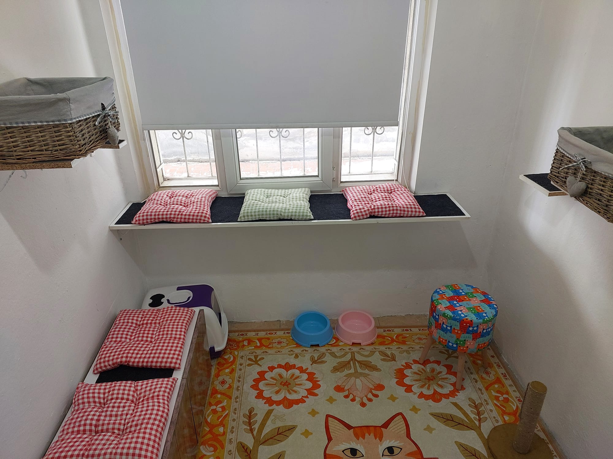 Kayseri Kedi Oteli ferah oda ve pencere kenarı