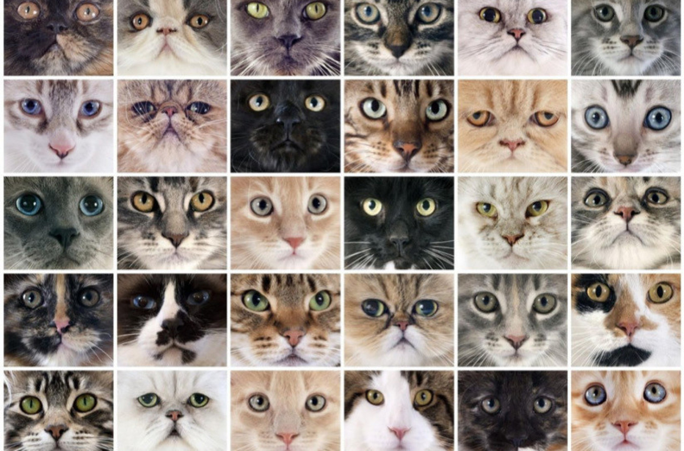 1400 400 kedi turleri ve cinsleri nelerdir